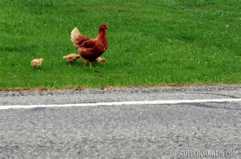 Chicken road oficial - Conoce la Emoción del Juego de la Carretera del Pollo en España